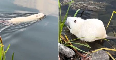 Tajemniczy albinos w Kluczborku. Nagrał bliskie spotkanie z białą nutrią