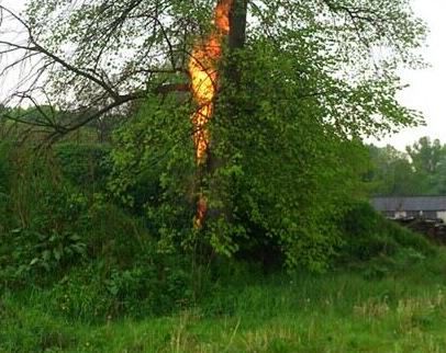 Piorun zapalił drzewo w miejscowości Bodzechów