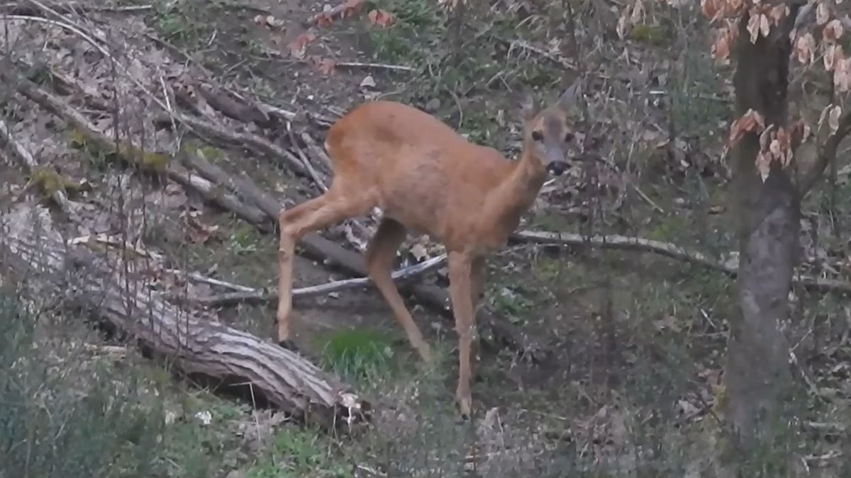 Sarny naprawdę szczekają, leśnicy pokazali na to dowód