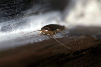 Kup w aptece i zostaw w łazience. Rybiki przestaną być problemem