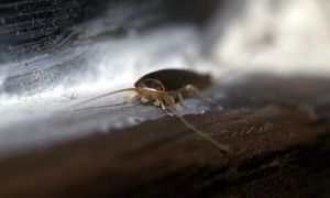 Kup w aptece i zostaw w łazience. Rybiki przestaną być problemem