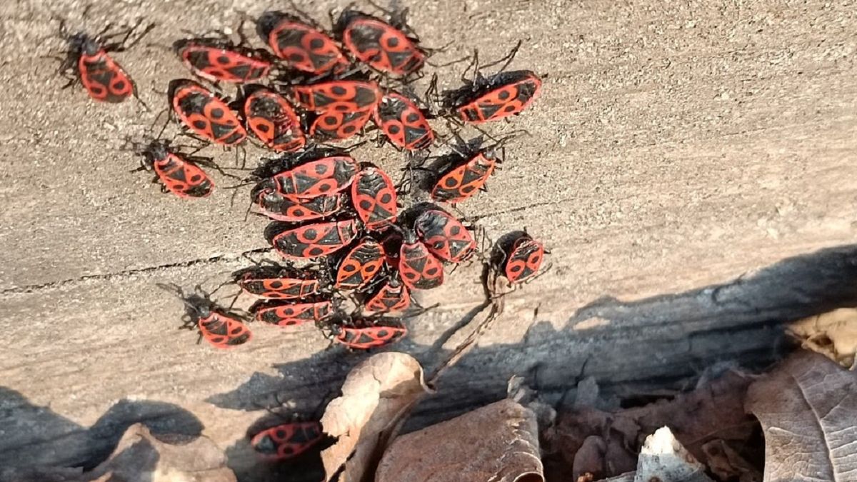 Zdjęcie ilustracyjne. Przedstawia kowale bezskrzydłe.  