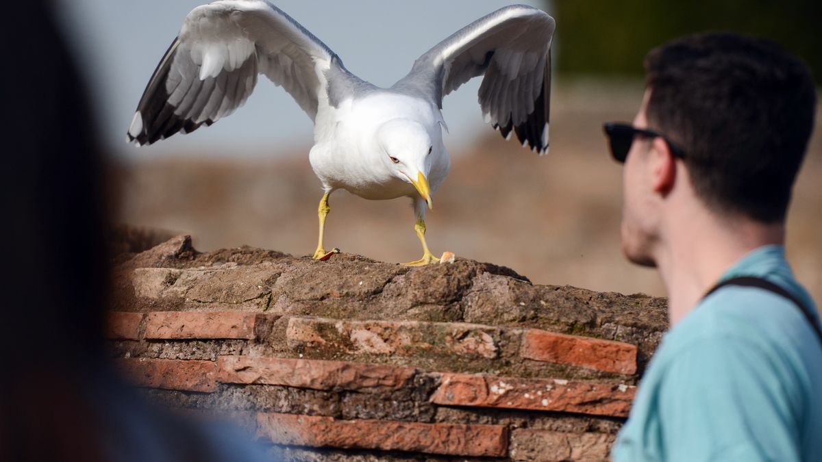 Turyści narzekali na mewy. Takich zmian się nie spodziewali 