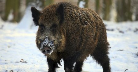 Jak ustrzec się przed atakiem zwierząt