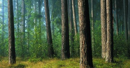 Park Narodowy. Bory Tucholskie to największy obszar leśny w Polsce