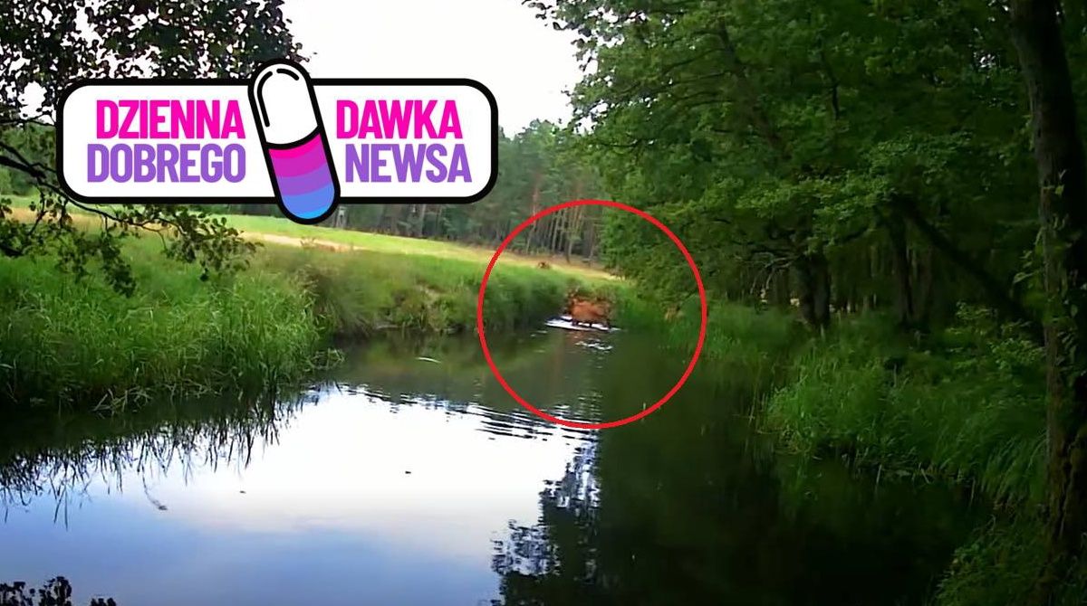 Jelenie weszły do wody. Leśnicy pokazali niezwykłe ujęcie