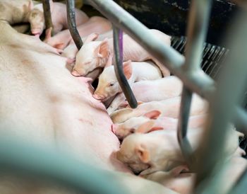 Nieoprocentowane pożyczki dla producentów świń. Kiedy hodowcy dostaną pieniądze?
