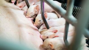 Nieoprocentowane pożyczki dla producentów świń. Kiedy hodowcy dostaną pieniądze?