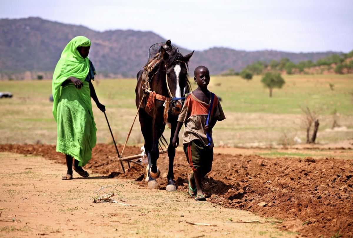 Rolnictwo jest dominującym przemysłem w Czadzie, ale bez dostaw z zewnątrz kraj nie poradzi sobie z głodem 