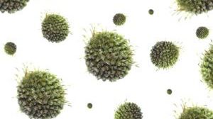 3 sposoby na uniknięcie zakażenia świńską grypą 1