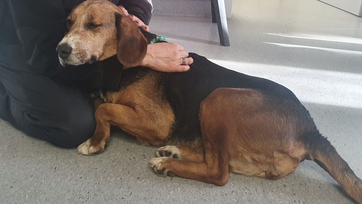 Mężczyzna znęcał się nad starszą sunią. Zwierzę było przestraszone i obolałe