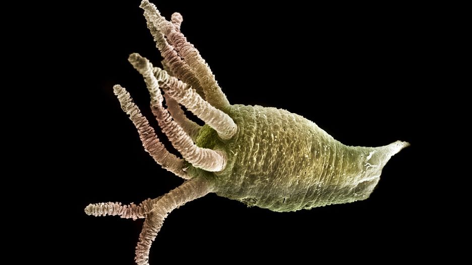 Hydra oligactis