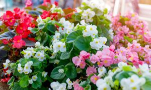 Rozpoznasz kwiat po jednym zdjęciu? Tylko ekspert zgarnie komplet 10 punktów