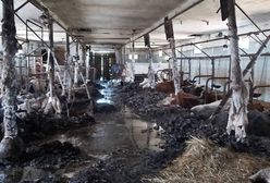 Horror w oborze. Padło 19 sztuk bydła
