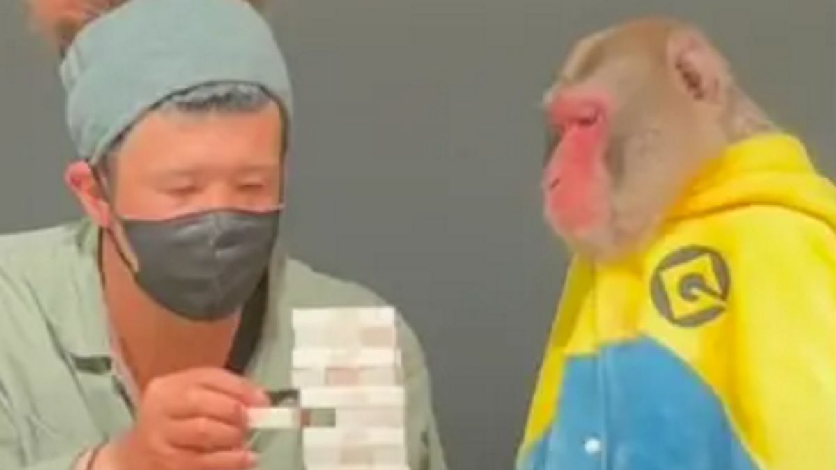 Autor zagrał z małpą w popularną grę