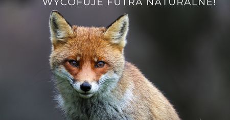 Włoska marka odzieżowa Max Mara rezygnuje z futer naturalnych