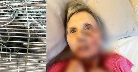 Rzucił się na nią we śnie. Szczur chciał zjeść emerytkę żywcem