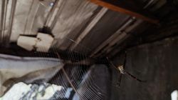 Pożyteczni goście w ogrodach. Nie przepędzaj ich ze swojej działki