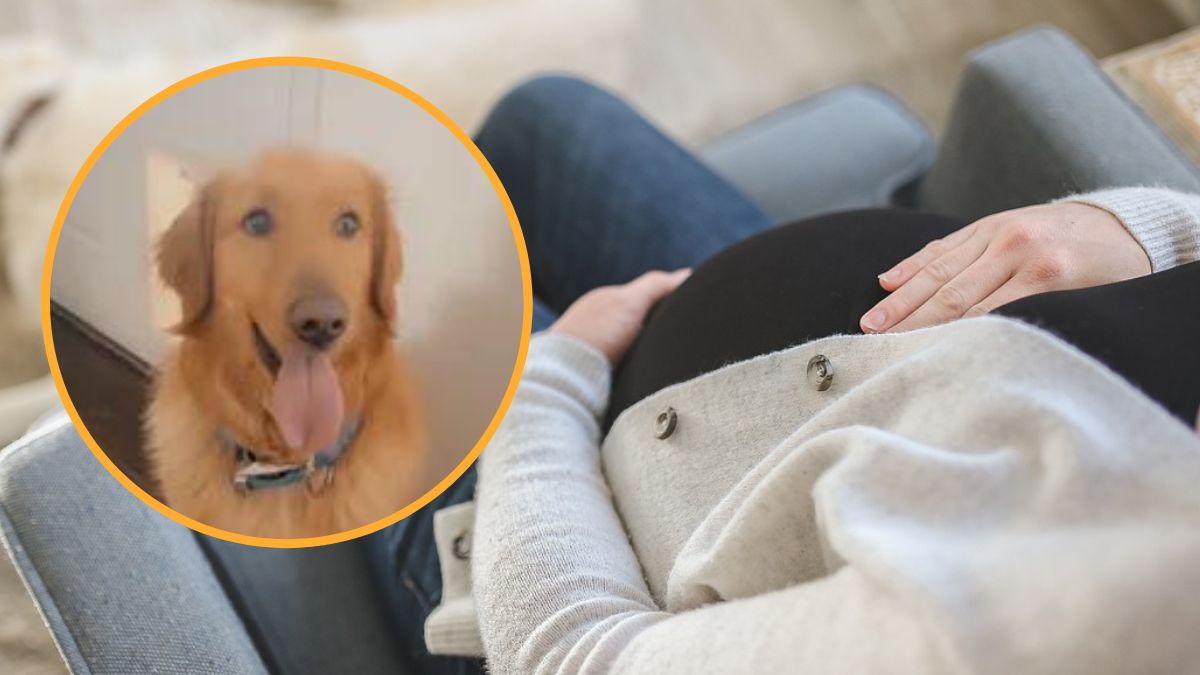 Pies wyczuł, że ciąży zagraża niebezpieczeństwo.