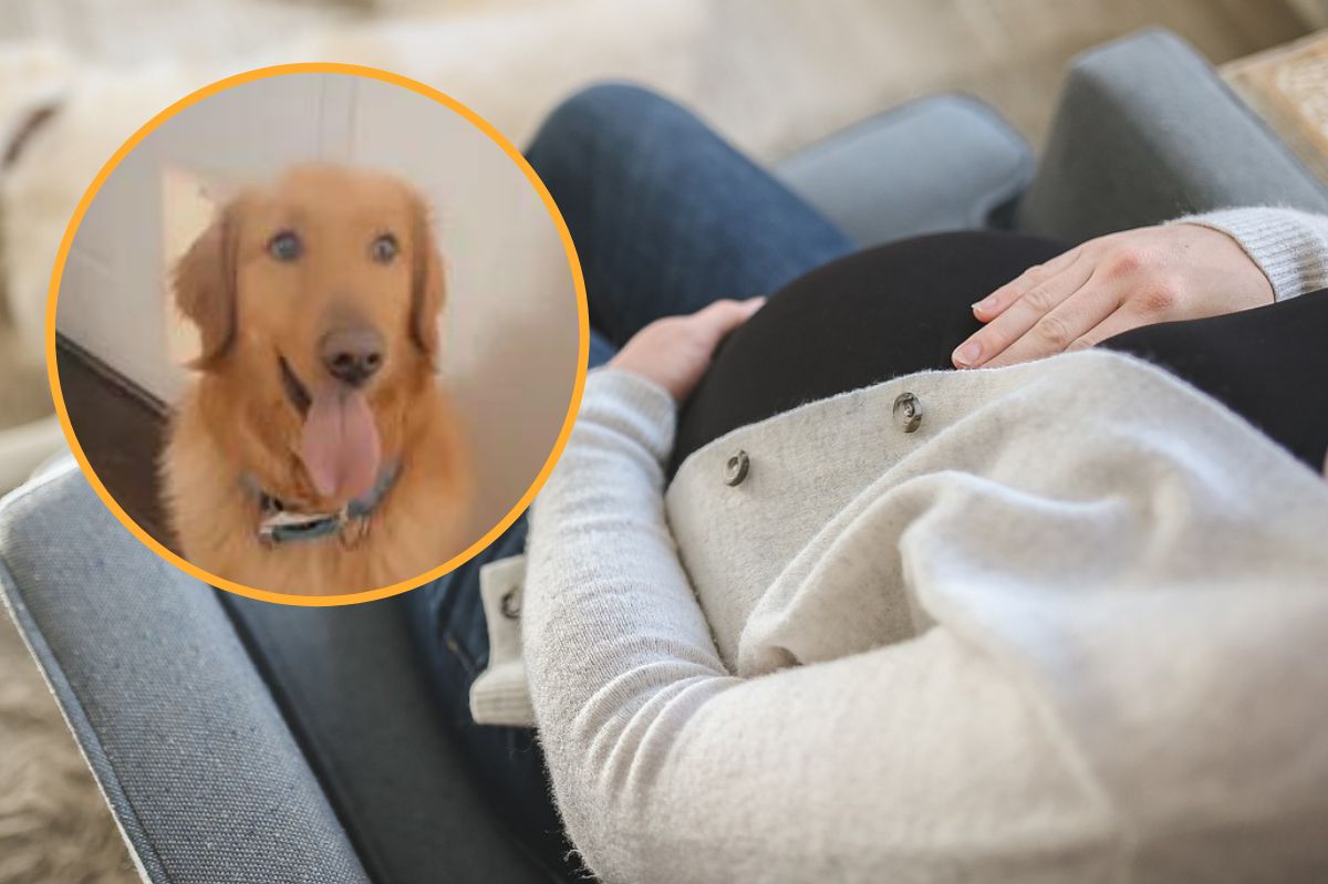 Quick-nosed retriever: The dog that sniffed out the owner's pregnancy complication