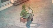 Kraków: Miłośnik przyrody z mandatem. Odnaleźli sprawcę kradzieży