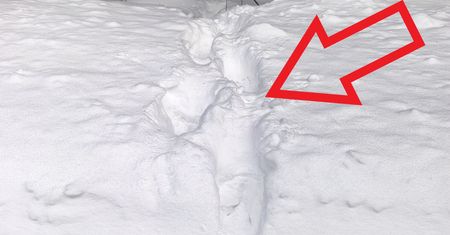 Dziwny ślad na śniegu. Leśnicy tłumaczą