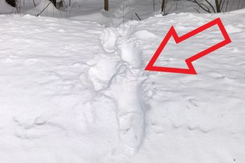 Dziwny ślad na śniegu. Leśnicy tłumaczą