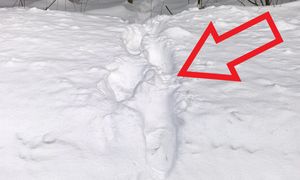 Dziwny ślad na śniegu. Leśnicy tłumaczą