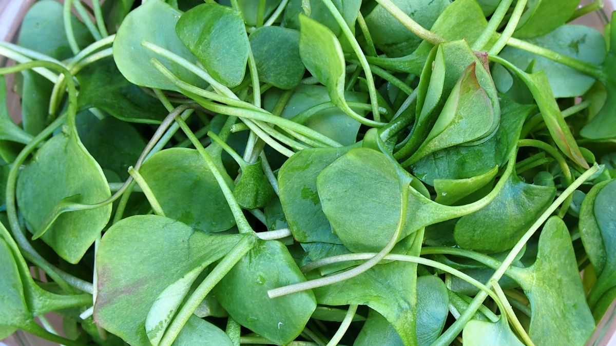 Rukiew wodna została uznana za najzdrowsze warzywo świata