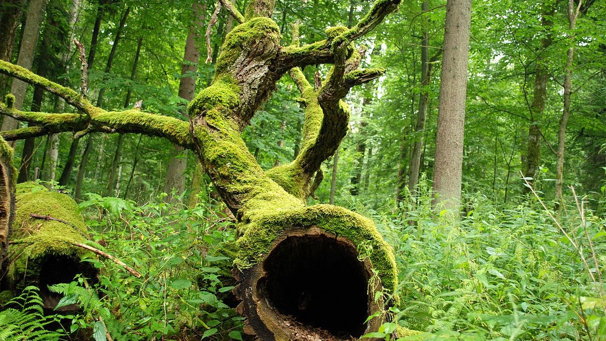 Szykuje się wycinka drzew w Puszczy Białowieskiej