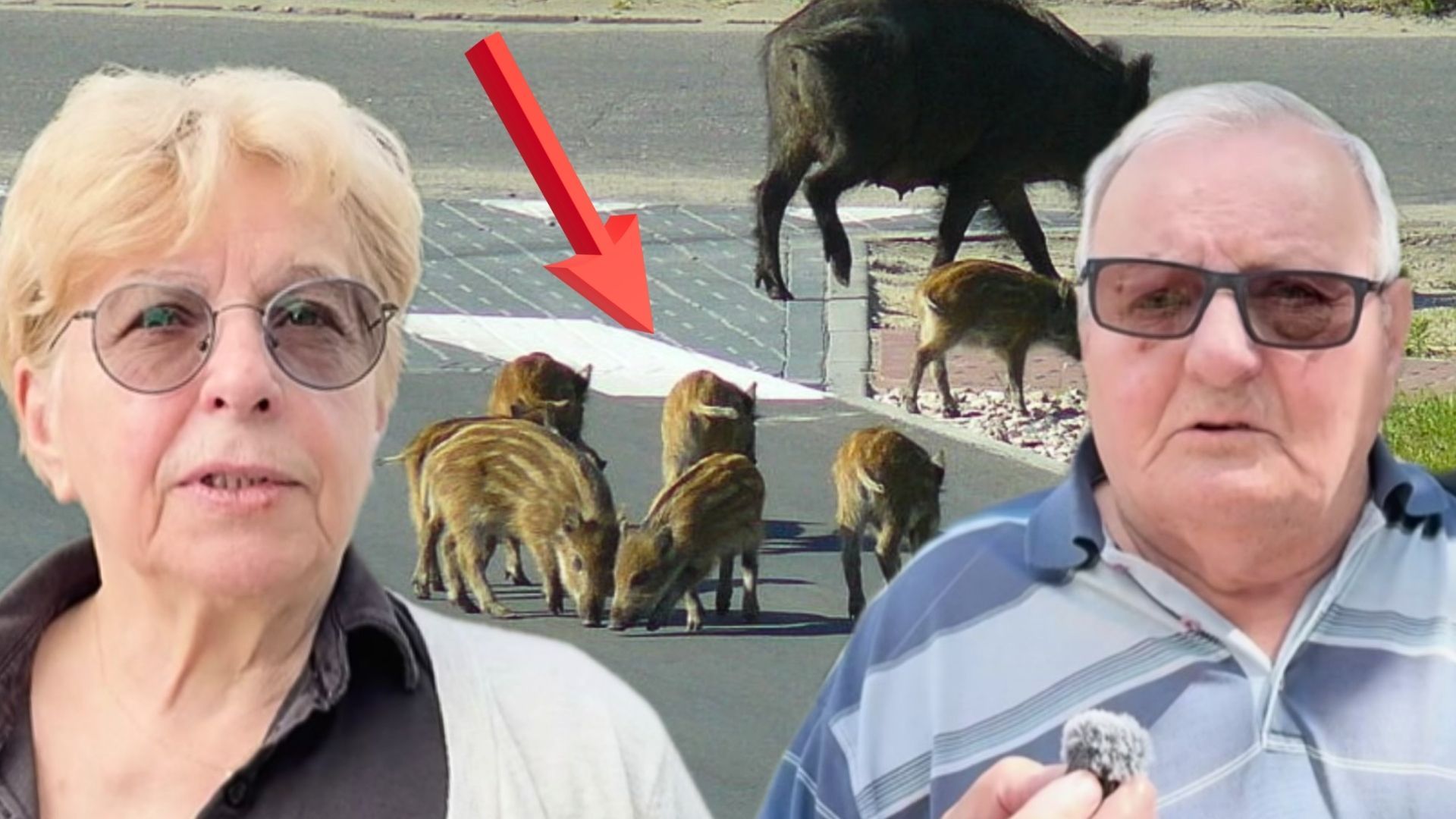 Dziki w Warszawie – plaga na Bielanach i zagrożenie dla mieszkańców