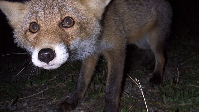 Chrome przeskoczyło Safari, odbiera użytkowników “Liskowi”? 1