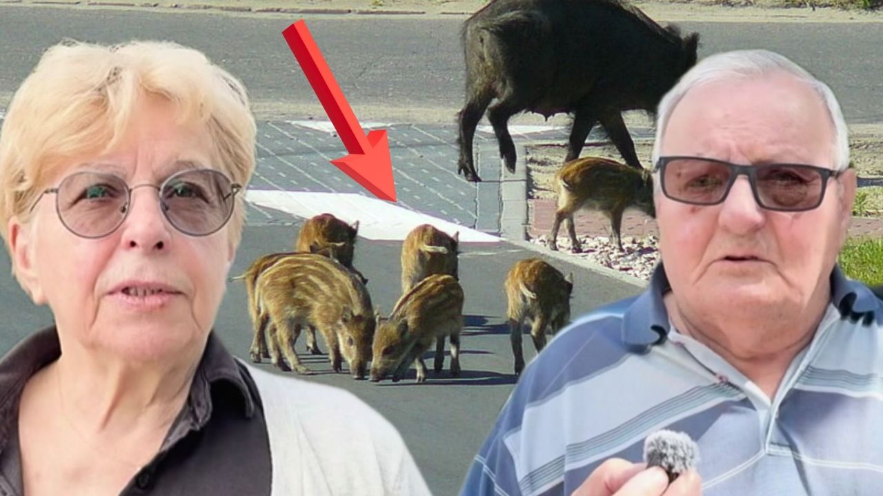 Dziki w Warszawie. Mieszkańcy mają już dość. "Po prostu jest plaga"