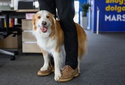Pies w pracy - jak czworonożny przyjaciel wpływa na nasze samopoczucie?