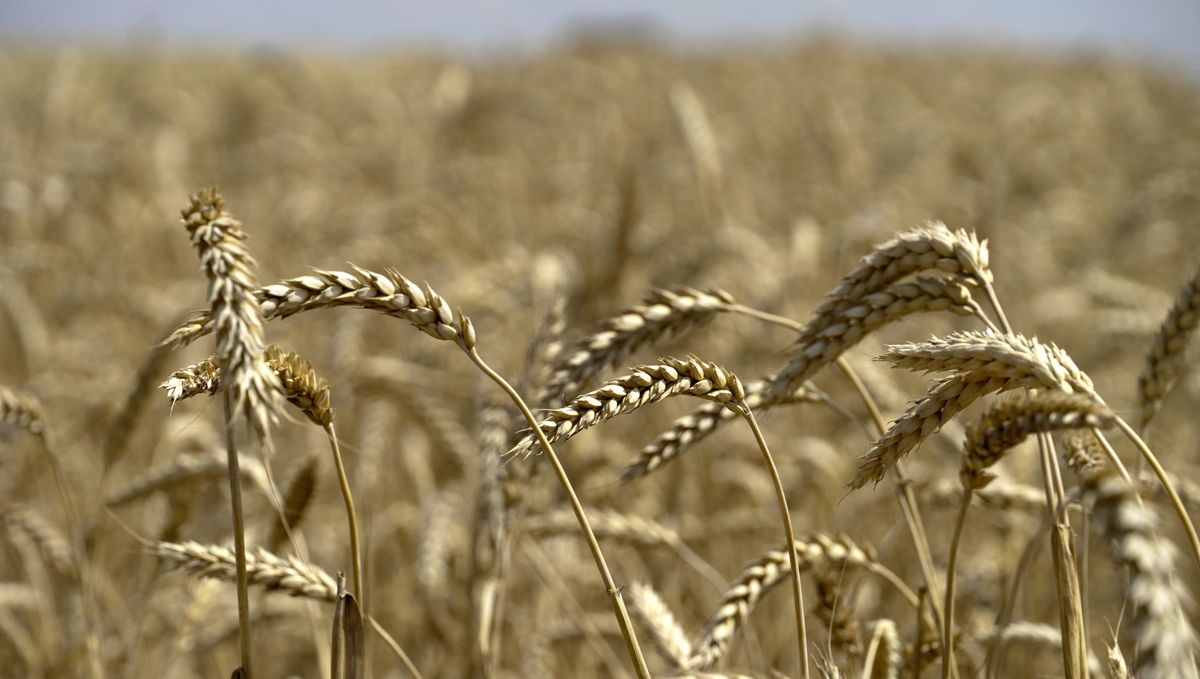 Українське зерно (Photo by Stringer/Anadolu Agency via Getty Images)