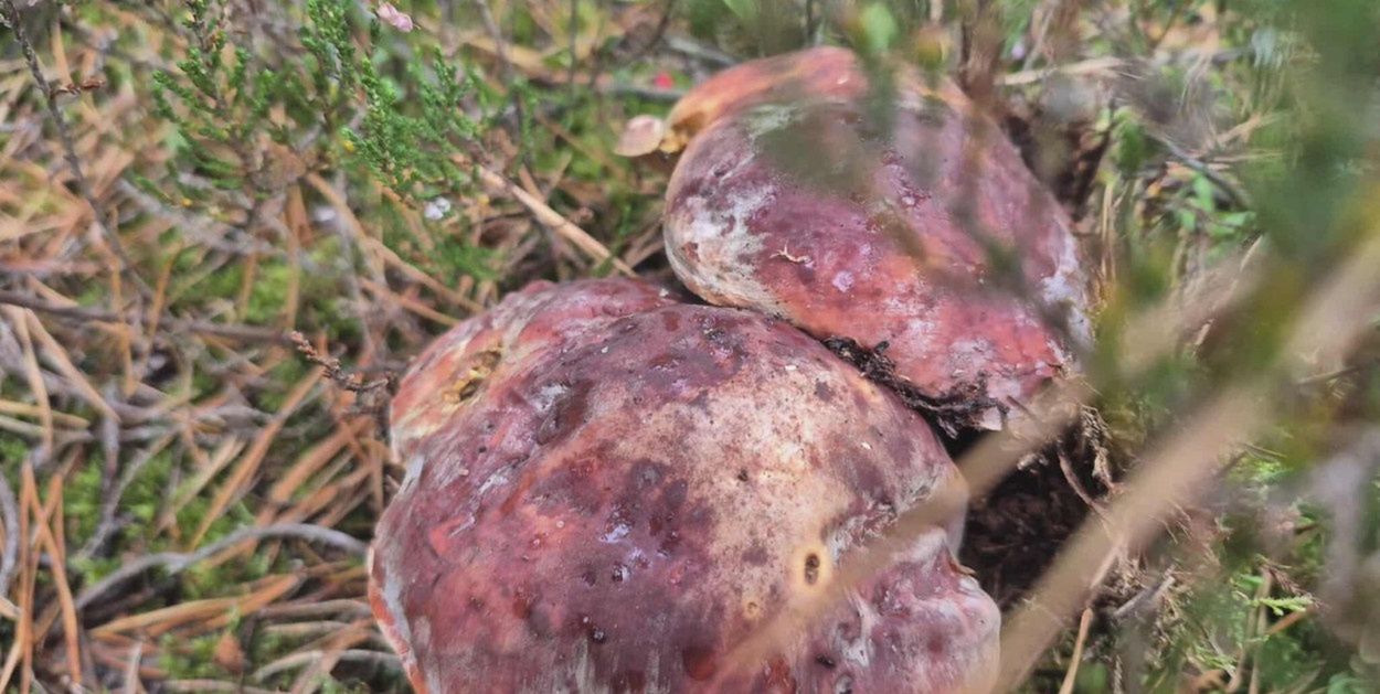 Legnica: "Stacja Grzyby". Koleje Dolnośląskie kuszą grzybiarzy