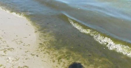 Sinice w Bałtyku. Woda na miejskiej plaży w Gdyni zrobiła się zielona