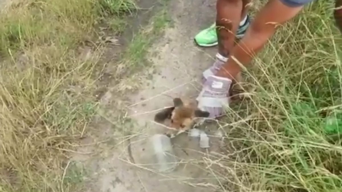  Łepek futrzaka utknął w pustym słoiku, porzuconym przez człowieka w okolicach Pogorzelicy nad Wartą.   