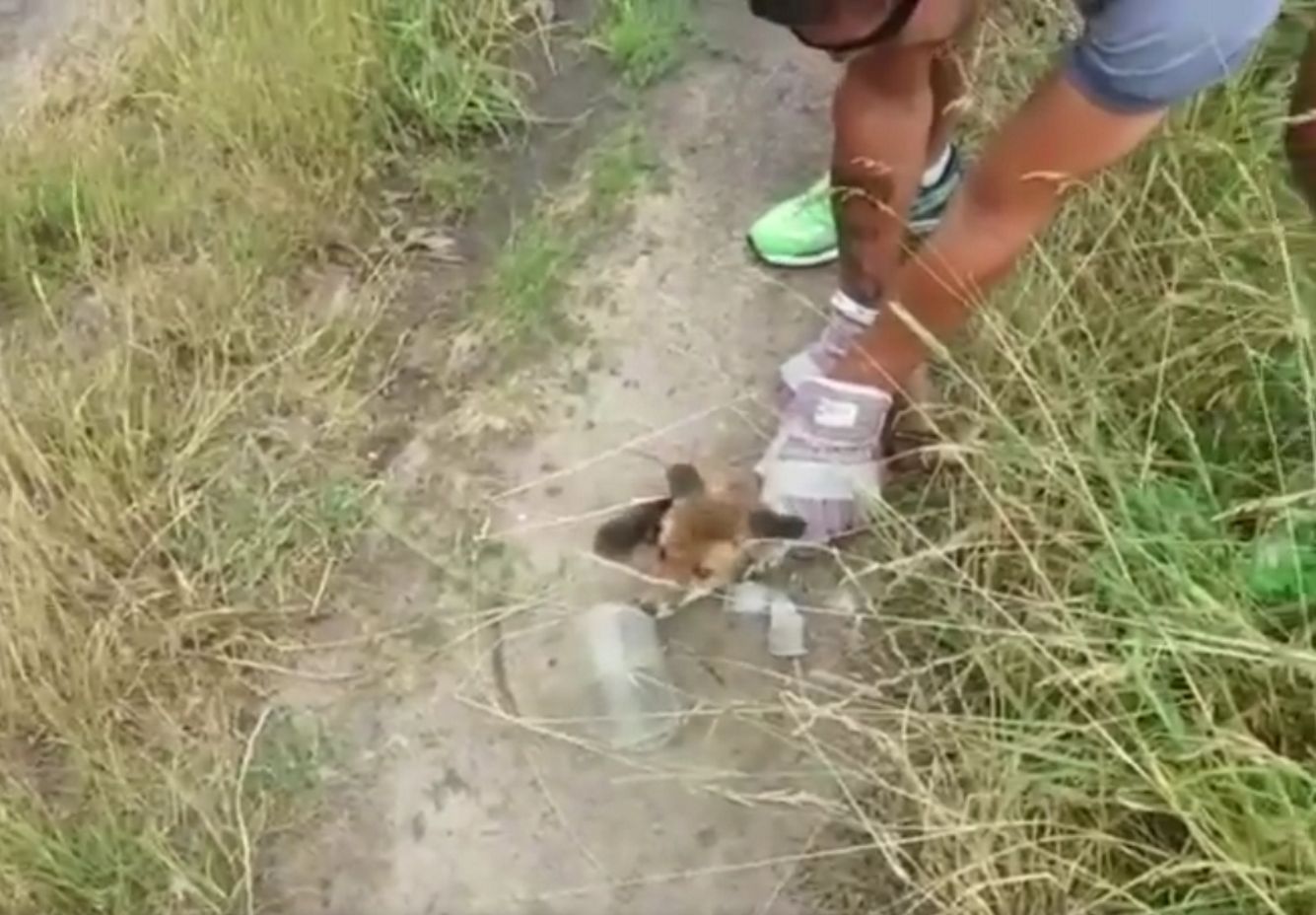  Łepek futrzaka utknął w pustym słoiku, porzuconym przez człowieka w okolicach Pogorzelicy nad Wartą.   