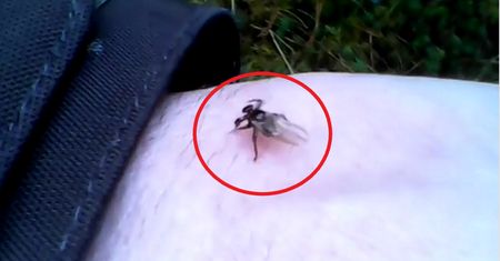 Wciąż grasują w lasach. Leśnicy ostrzegają: "Ich ugryzienie może być bolesne"