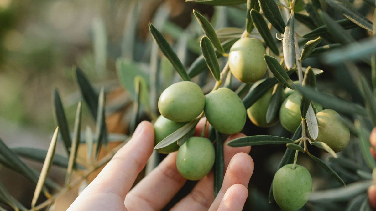 Kradzież w spółdzielni oliwy. Złodzieje wykradli 9 tysięcy galonów.