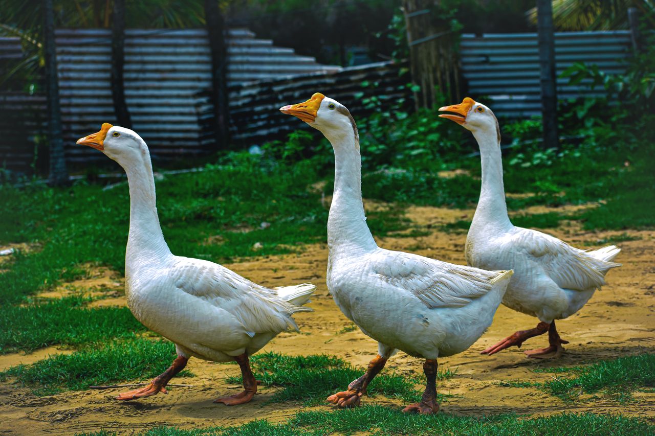 Guardian geese at a prison. An unusual idea from Brazil