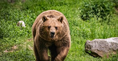 Niedźwiedź pogryzł grzybiarza. Słowacy zrobili obławę na zwierzę