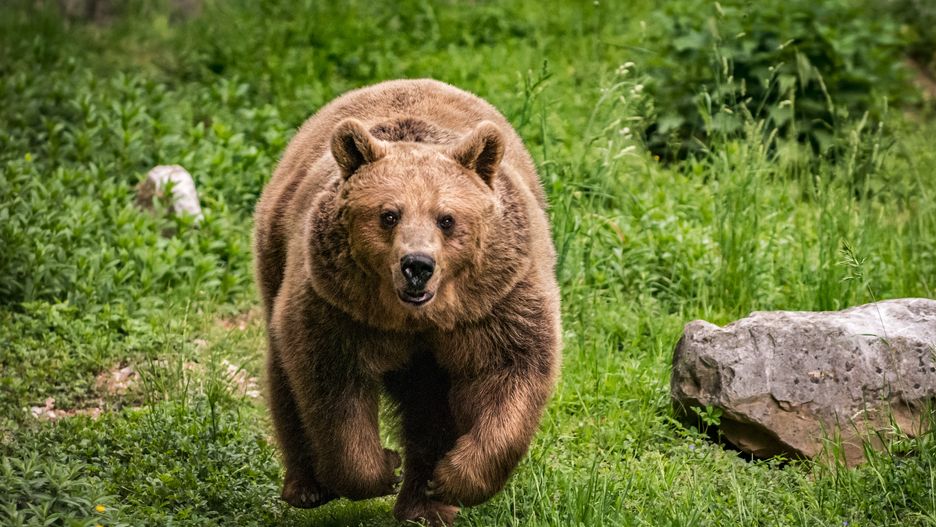 Running brown bear
