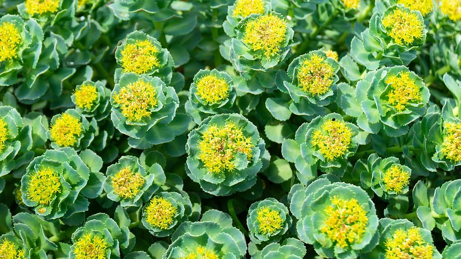 Rhodiola rosea (różeniec górski)