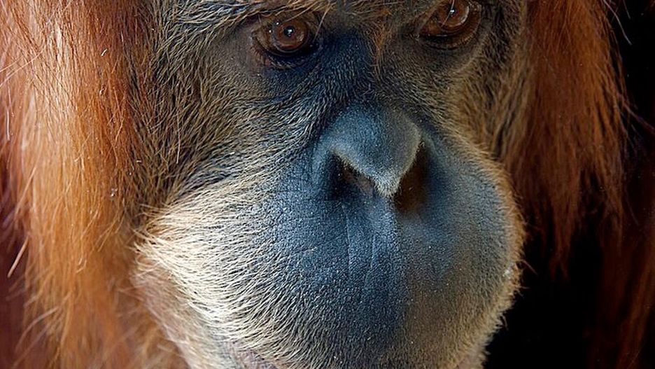 Orangutan