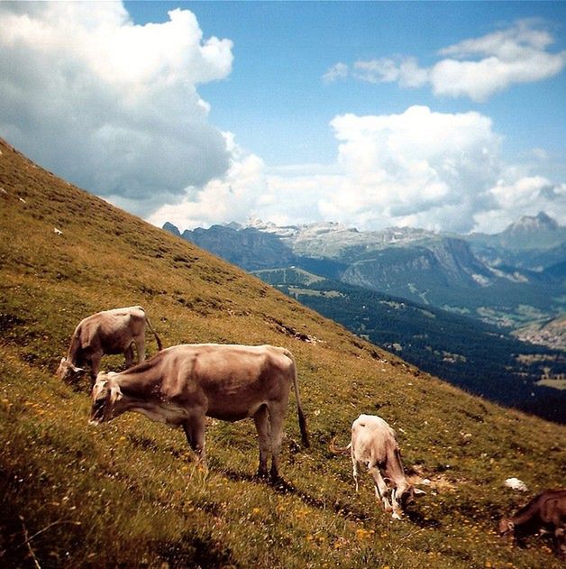 Fotografia przyrodnicza - 15 inspirujących zdjęć dla miłośników przyrody [galeria] 7