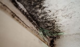 Grzyb na ścianach, wilgoć i usterki. Tak żyją mieszkańcy nowego bloku