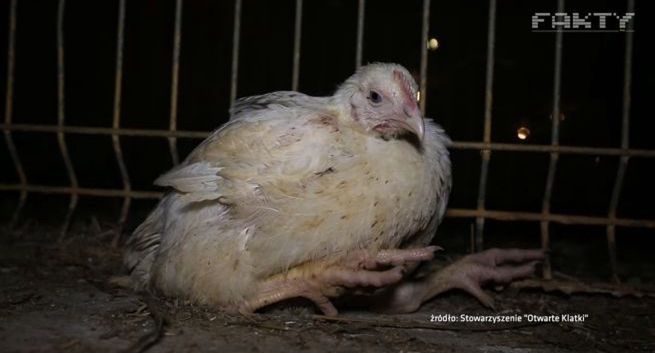 TVN24 odpowiada branży drobiarskiej ws. reportażu "Śmierć kur": zarzuty manipulacji nieuzasadnione