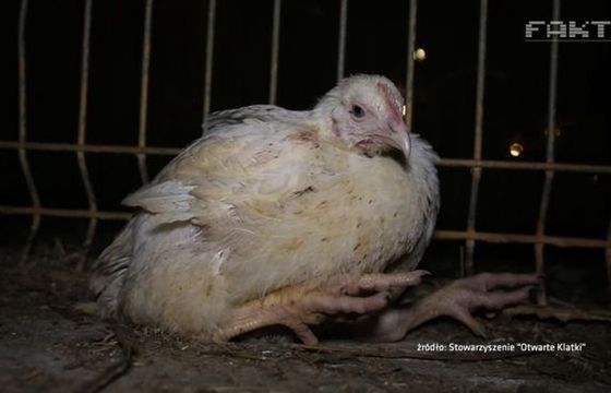 TVN24 odpowiada branży drobiarskiej ws. reportażu "Śmierć kur": zarzuty manipulacji nieuzasadnione